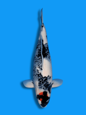 Tancho Showa | Koi&Co